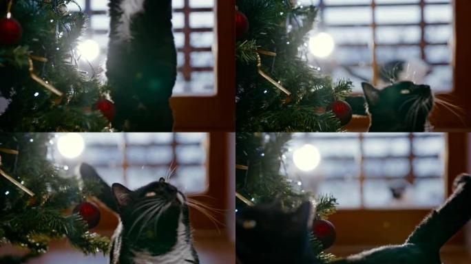 黑猫在圣诞树旁行走的特写镜头