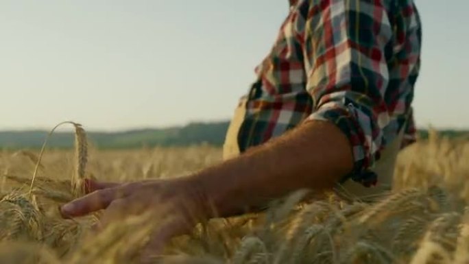 SLO MO高级农民在田野中漫步时触摸麦穗