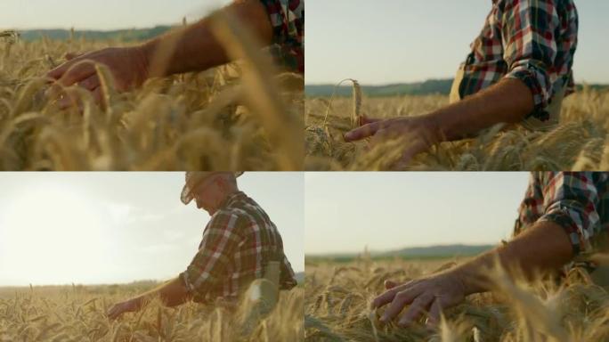 SLO MO高级农民在田野中漫步时触摸麦穗