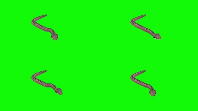 绿色背景上的等待蛇。动物的概念，野生动物，游戏，返校，3d动画，短视频，电影，卡通，有机，色键，人物