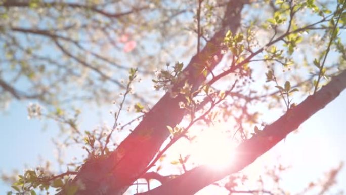 特写: 明媚的春天阳光照亮了美丽的树，绽放着洁白的花朵