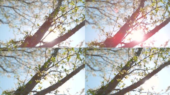 特写: 明媚的春天阳光照亮了美丽的树，绽放着洁白的花朵