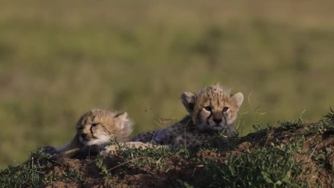 非洲大草原白蚁丘上两只可爱的猎豹幼崽的特写前视