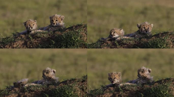 非洲大草原白蚁丘上两只可爱的猎豹幼崽的特写前视