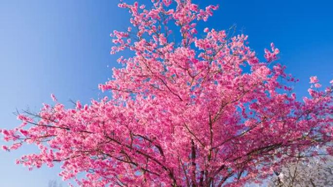 春天盛开的树春暖花开开放绽放花开大自然
