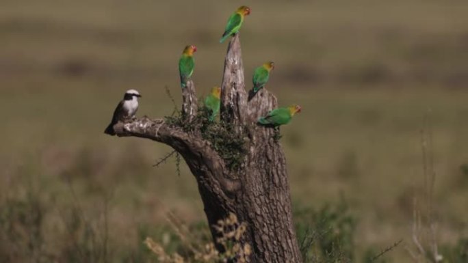 黄领爱情鸟和北部白冠的shrike坐在树桩上，塞伦盖蒂国家公园