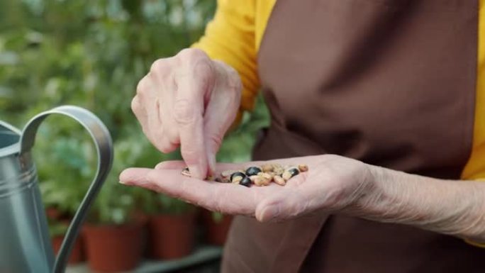 老年妇女的手在温室中选择豆类的特写