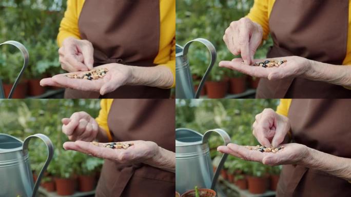 老年妇女的手在温室中选择豆类的特写