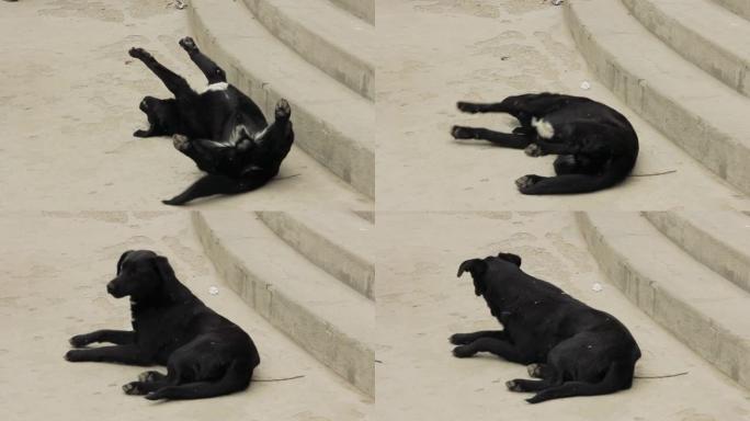 模糊的学生在阿根廷一所学校的入口处看着一条流浪的黑狗。