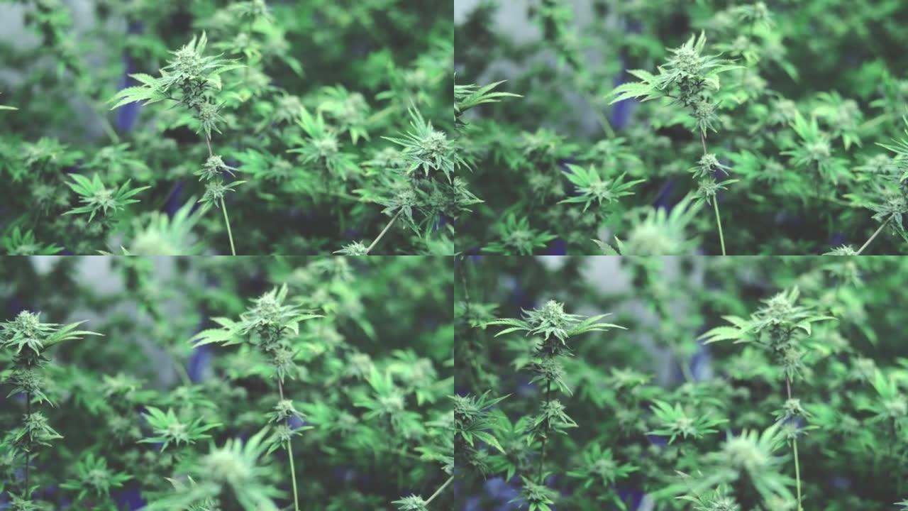 大麻植物种植