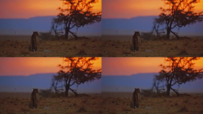 日落时分，慢动作豹子坐在野生动物保护区的草地上