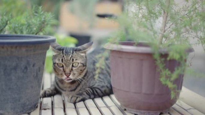 木椅上的猫磨刀爪手表盆栽手