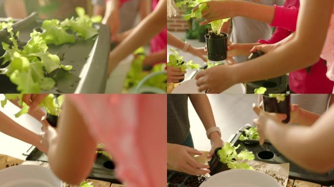 学生，植物和生物学课程为孩子们，同时种植和学习生态，可持续性和园艺。在教室里做科学项目的儿童群体的自