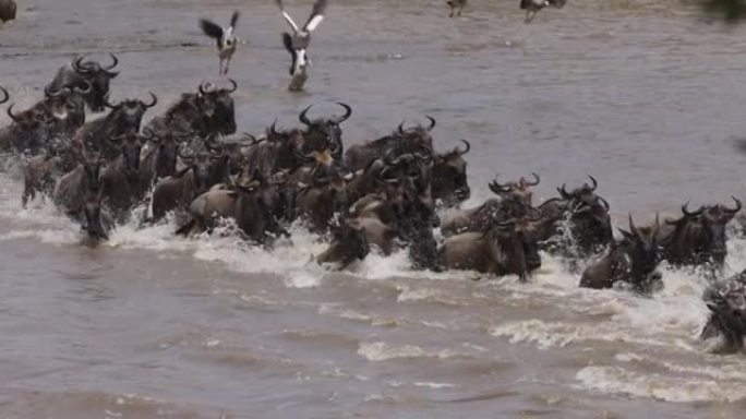 慢动作迁徙牛群角马为生存而战，游泳和穿越马拉河