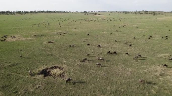 空中飞越日落时在非洲大草原上迁徙牛群的牛羚放牧