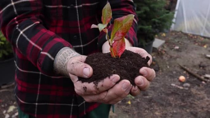 一个园丁手拿着一棵带土的小植物的特写镜头