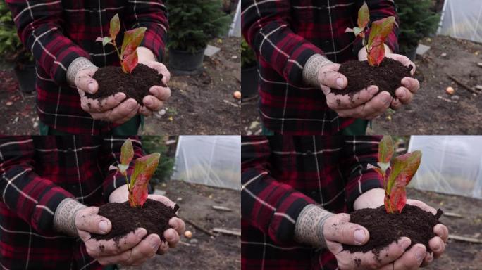 一个园丁手拿着一棵带土的小植物的特写镜头