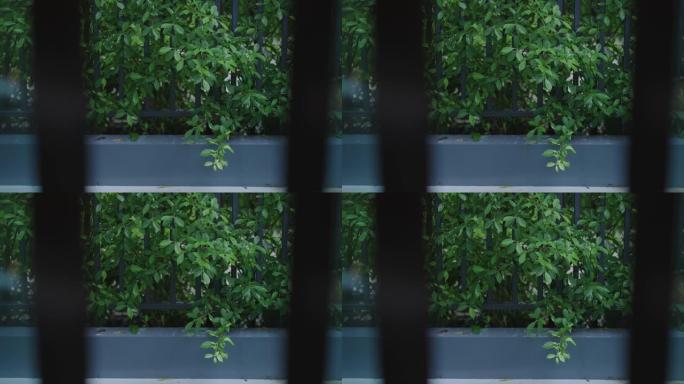 透过公寓窗户看绿叶