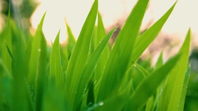 日出时露珠的草绿色植物环境舒适绿化