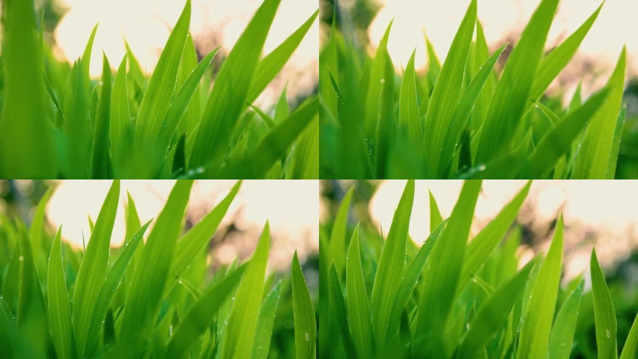 日出时露珠的草绿色植物环境舒适绿化
