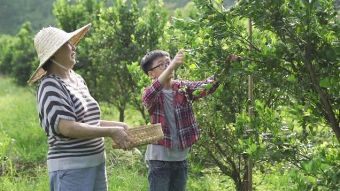 一名亚裔中国高级妇女与孙子从她的花园农场采摘石灰calamondin