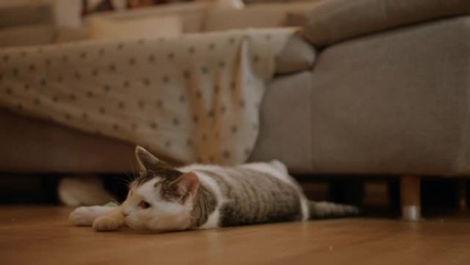 猫躺在家里的木地板上