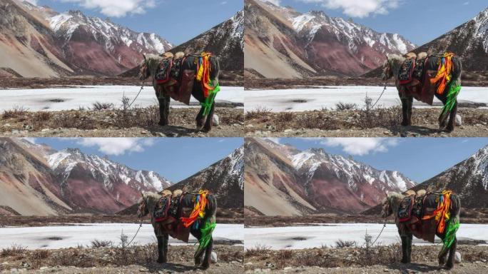 雪山脚下的马一匹老马交通工具被拴住的马