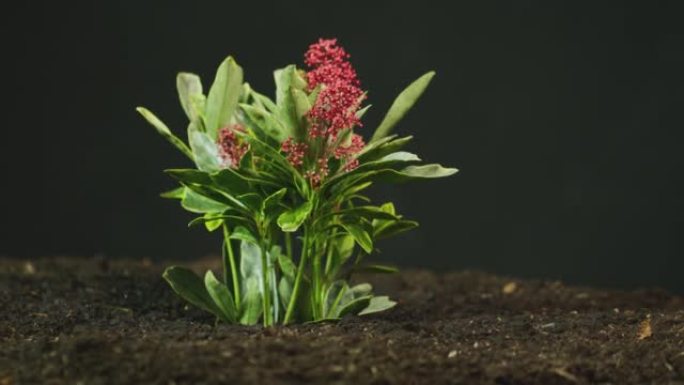 从土壤中生长出红花的脱脂粳稻植物的侧视图