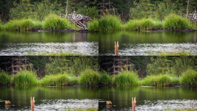美国海狸，加拿大蓖麻，在他的池塘里游泳
