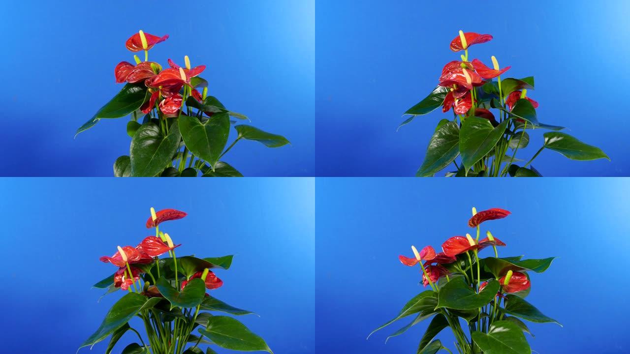 异国花卉植物旋转-合成蓝屏