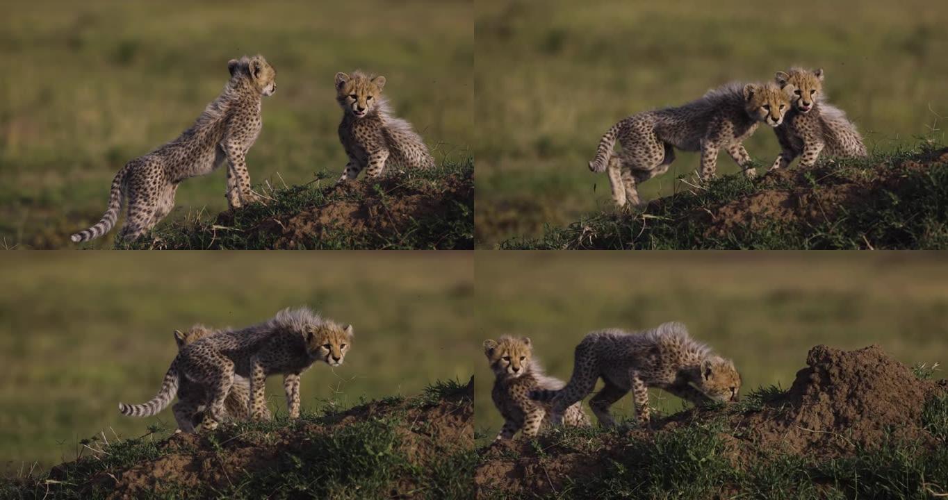 非洲大草原白蚁丘上可爱的年轻猎豹幼崽的慢动作特写前视