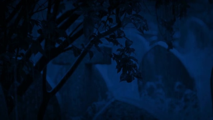 在雨天的夜晚，墓地里的树木滴落