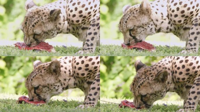 CU猎豹吃肉，纳米比亚，非洲