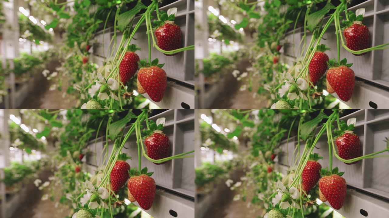 温室中生长的草莓