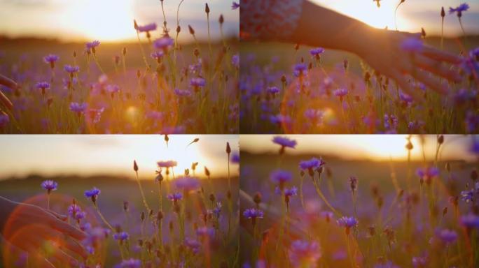 SLO MO女人的手在日落时触摸田野中的矢车菊