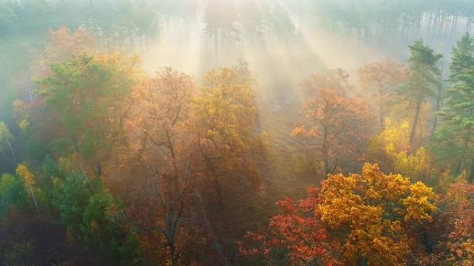日出时的秋天树木。美丽的薄雾日出草地和森林的航拍。有阳光的金树。彩色树木和阳光穿透树枝