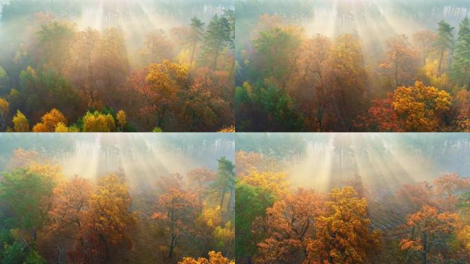 日出时的秋天树木。美丽的薄雾日出草地和森林的航拍。有阳光的金树。彩色树木和阳光穿透树枝
