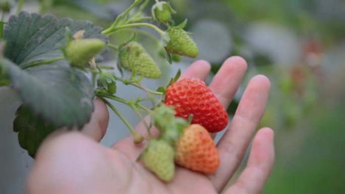 手工采摘草莓手捧果园红莓