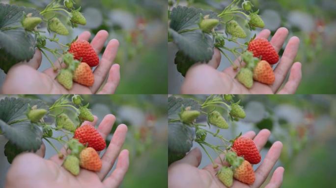 手工采摘草莓手捧果园红莓