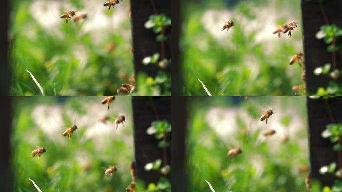 慢动作蜜蜂飞行
