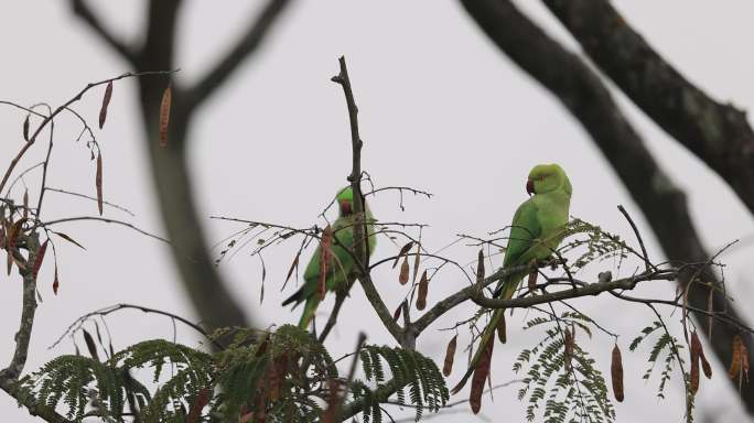 栖息在树上的中国野生鹦鹉