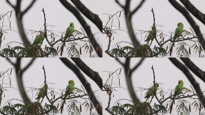 栖息在树上的中国野生鹦鹉