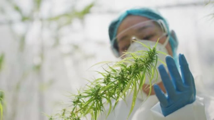 戴着口罩，眼镜和手套的科学家正在检查温室中的大麻植物