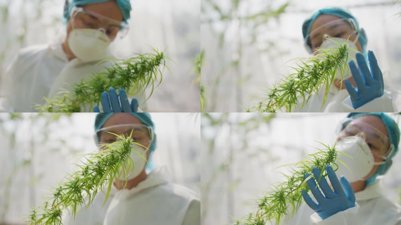 戴着口罩，眼镜和手套的科学家正在检查温室中的大麻植物