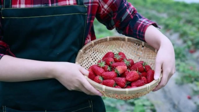 有机草莓草莓特写农场草莓农场主