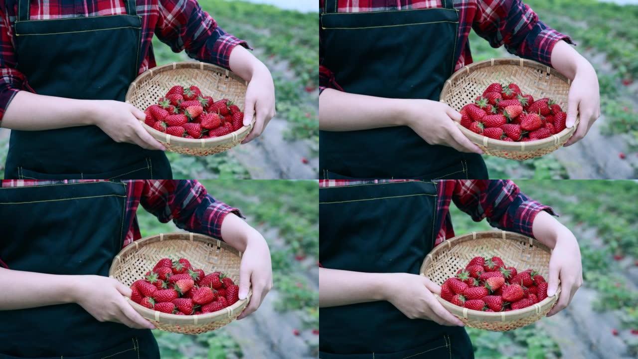 有机草莓草莓特写农场草莓农场主