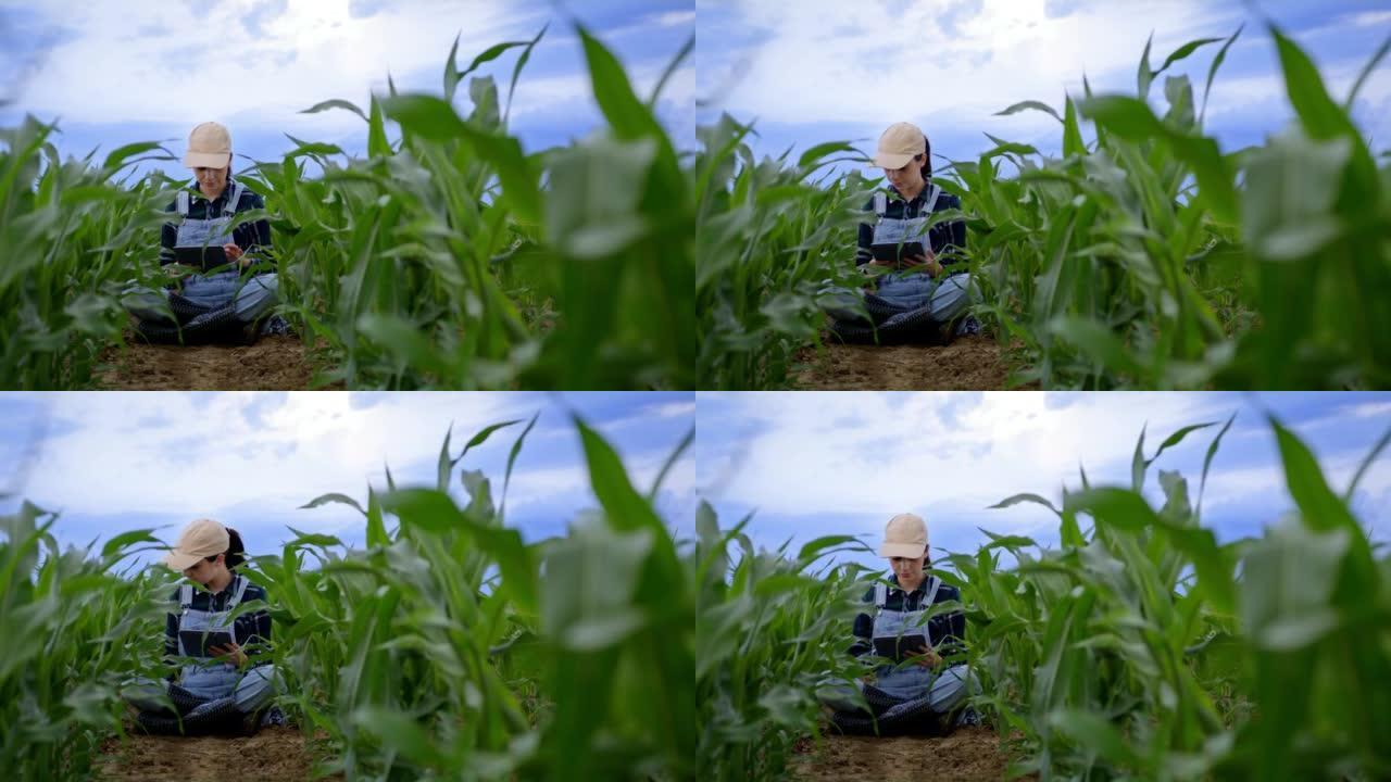 留着棕色长发的农夫妇女坐在她的农业玉米田里，拿着数字平板电脑检查她的玉米植物的质量