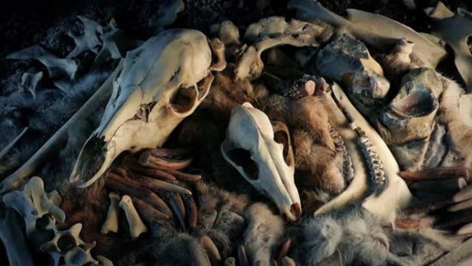 部落收集骨头和头骨