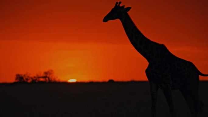 剪影长颈鹿在日出时在黑暗的自然保护区田野中行走