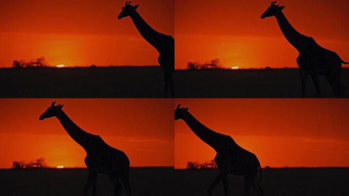 剪影长颈鹿在日出时在黑暗的自然保护区田野中行走